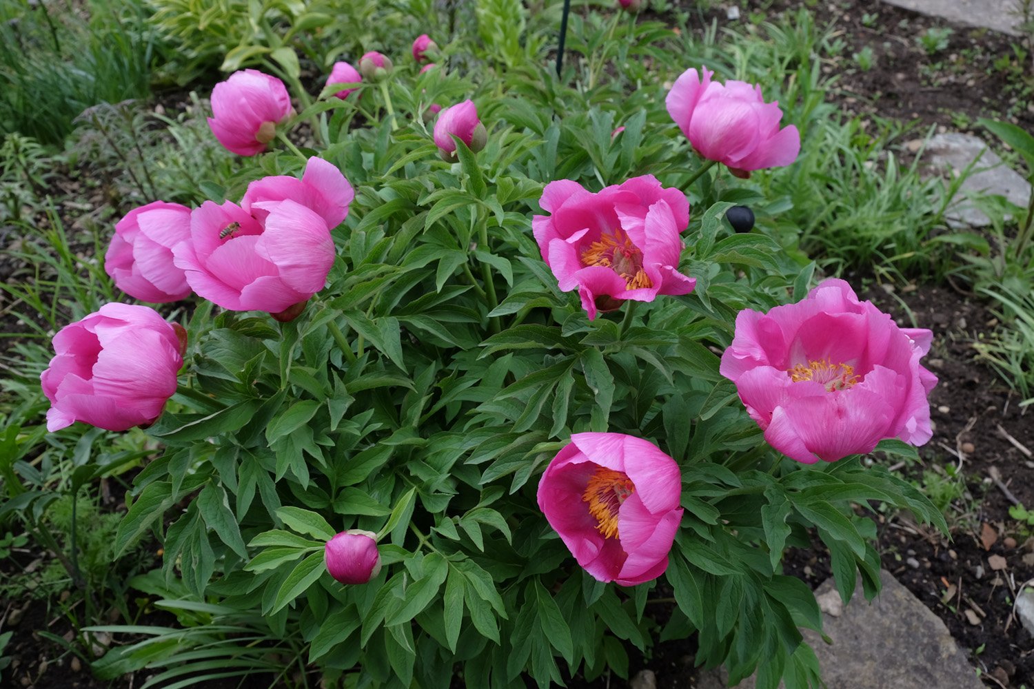 1. P. ARIETINA N`GLORY (P. MASCULA SUSP. ARIETINA) DSCF7749_klein