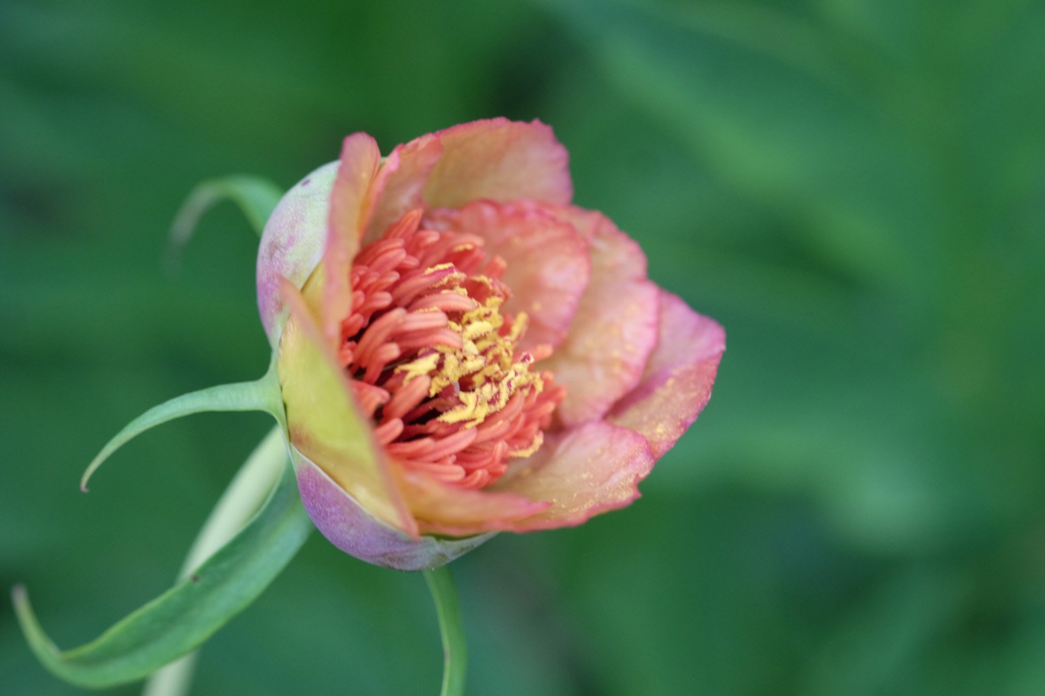 1. SÄMLING DELAVAII DSCF7922_klein