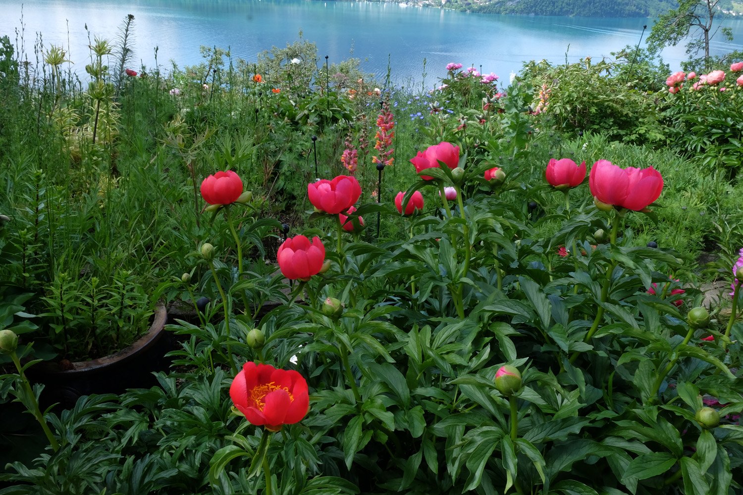 2. P. LOBATA CHINA ROSE DSCF5785_klein