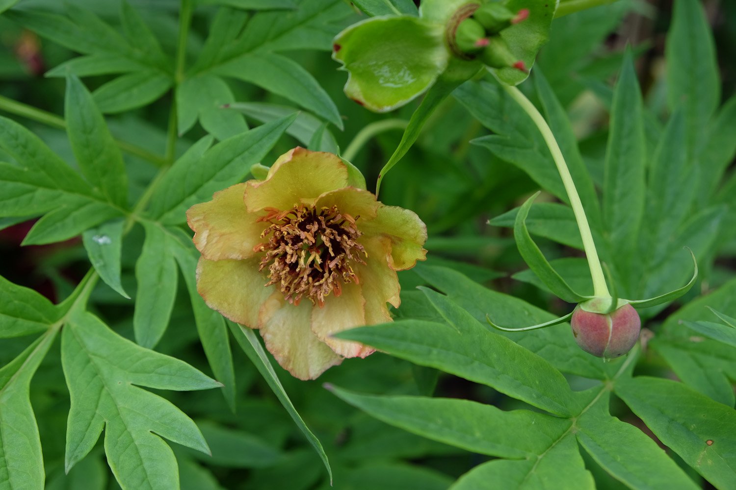 2. SÄMLING VON DELAVAIIDSCF7878_klein