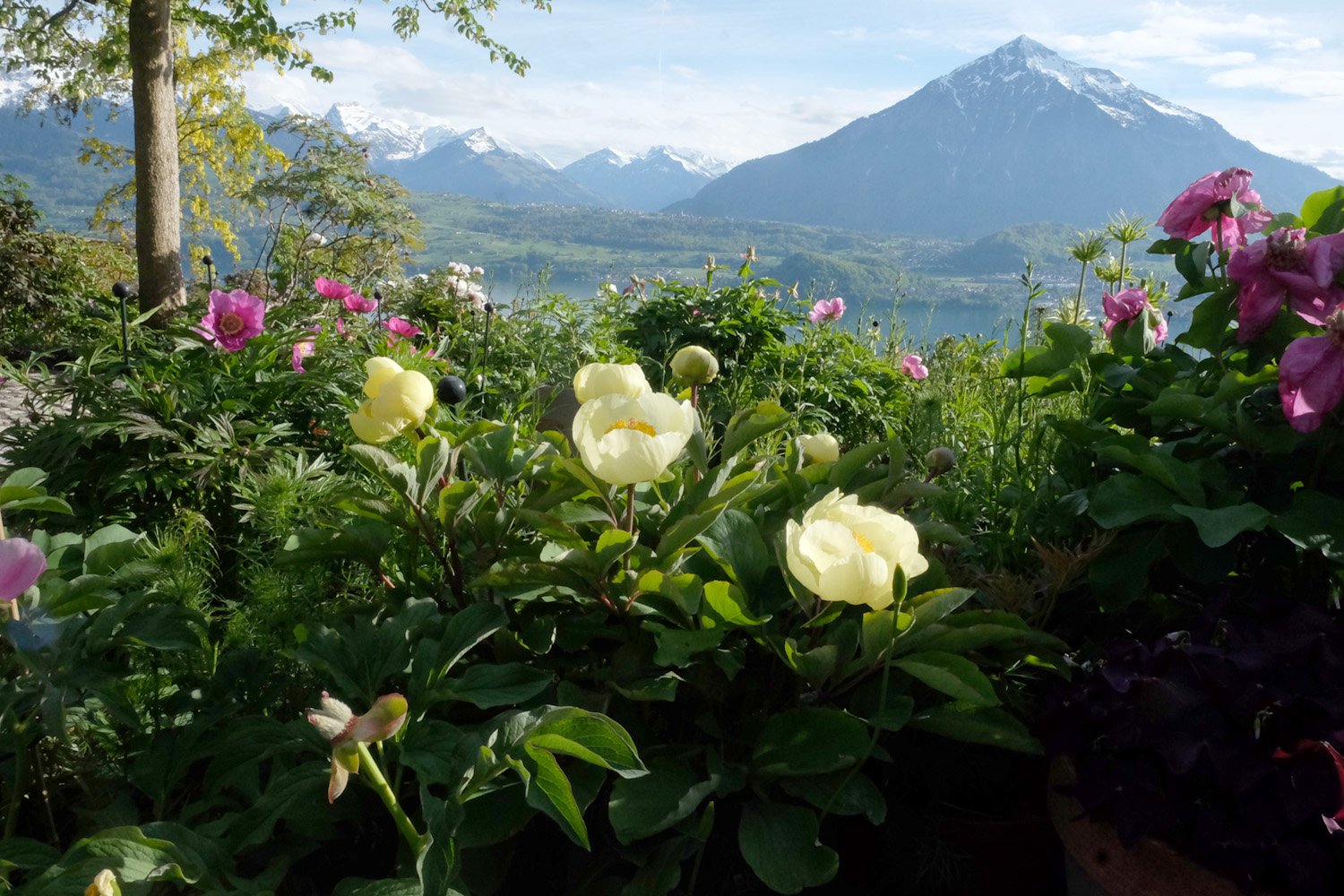 3. P. MLOKOSEWITSCHII DSCF5606_klein