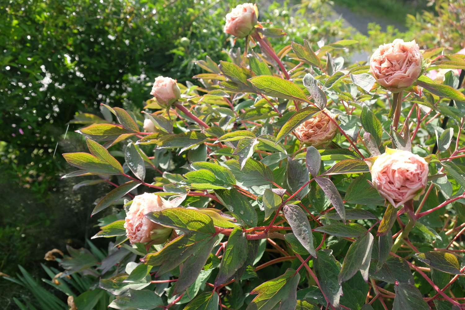 4. COMTESSE DE TUDERDSCF7802_klein