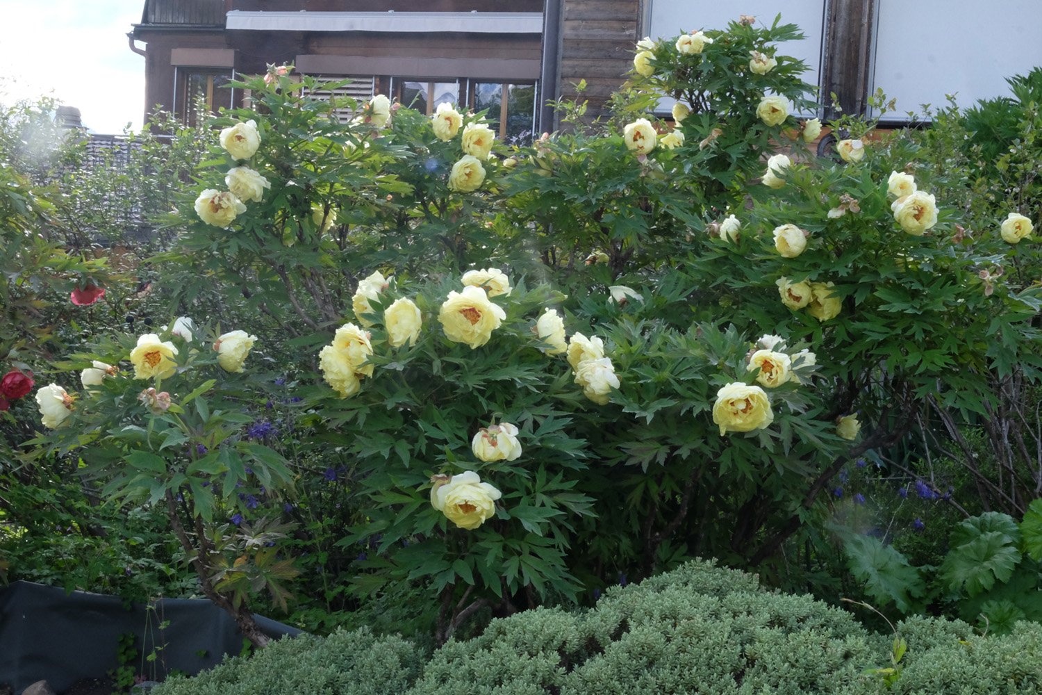 6. HIGH NOON DSCF5711_klein