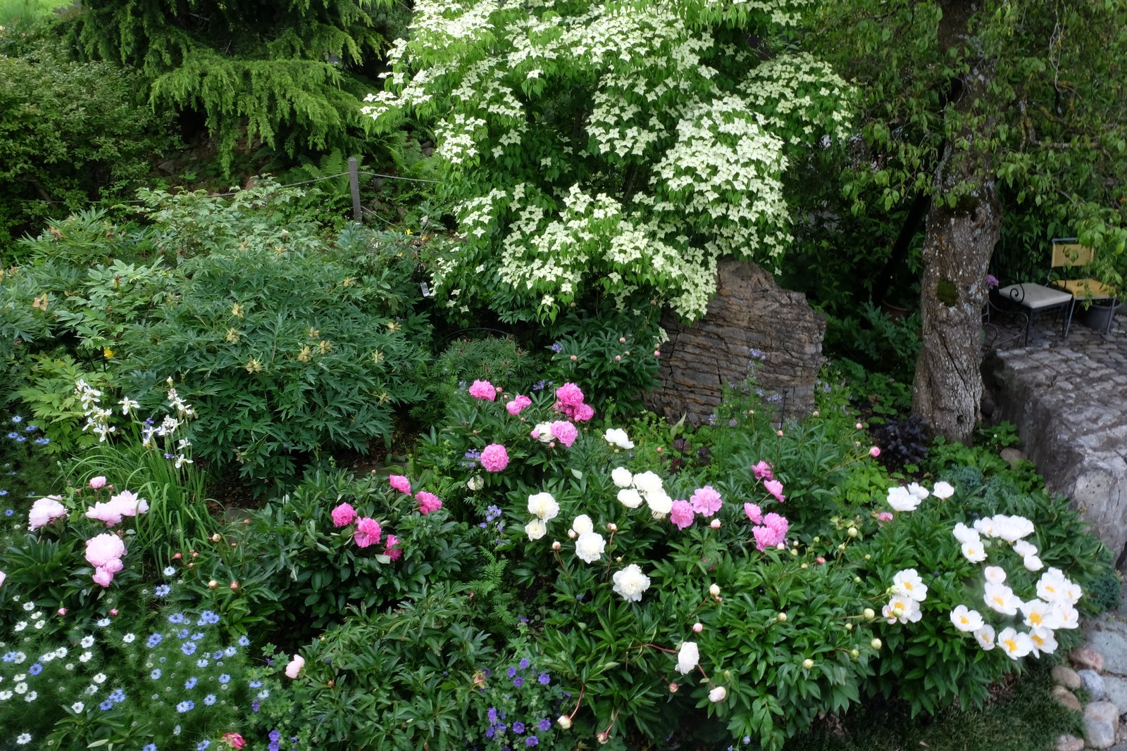 7. ÜBERBLICK MIT CORNUS KOUSA DSCF5872