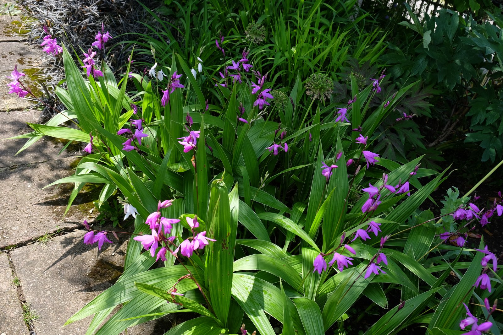 9. PLETILLA STRIATA DSCF8034