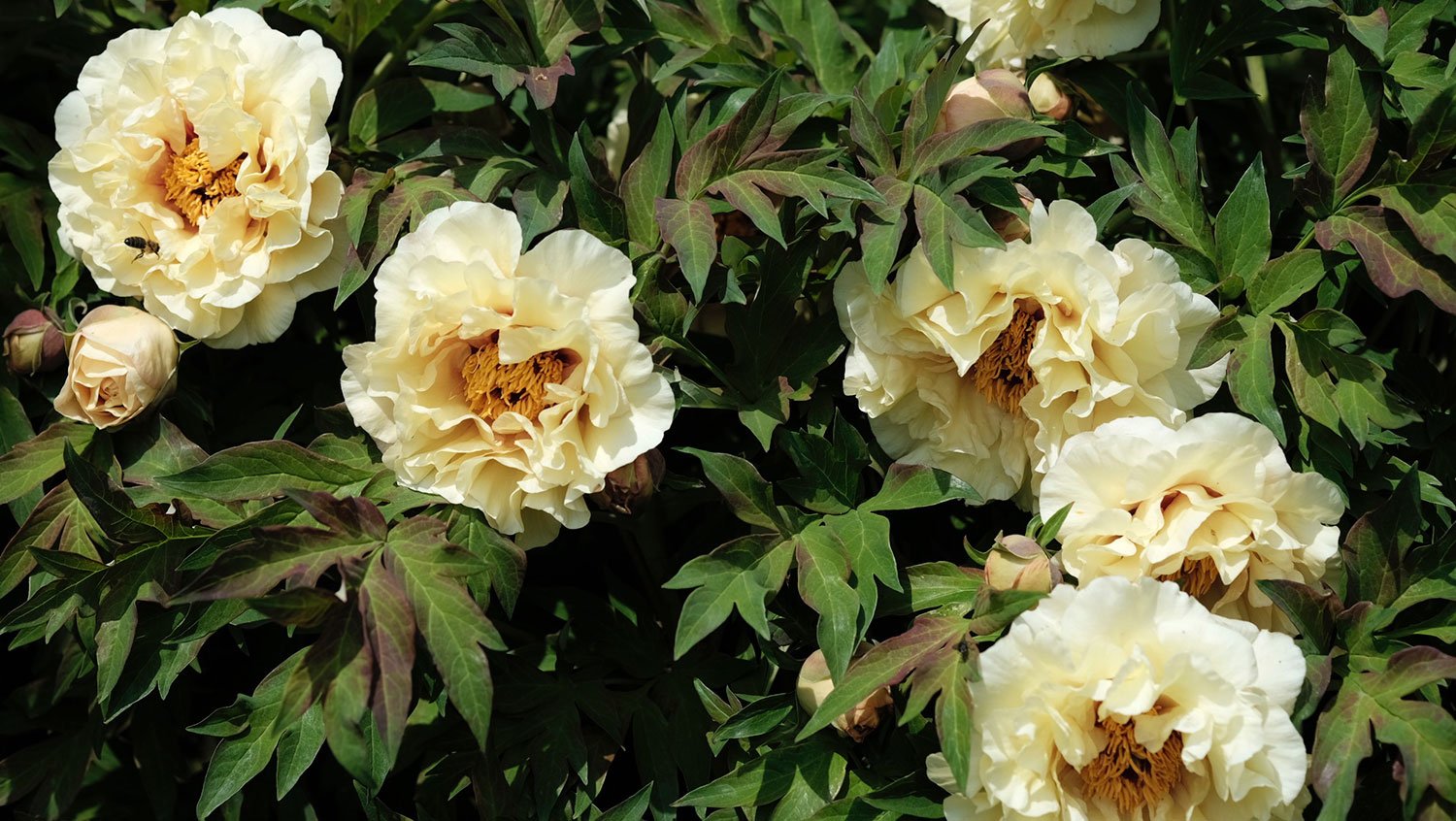 _DSF-Age-of-Gold-2125