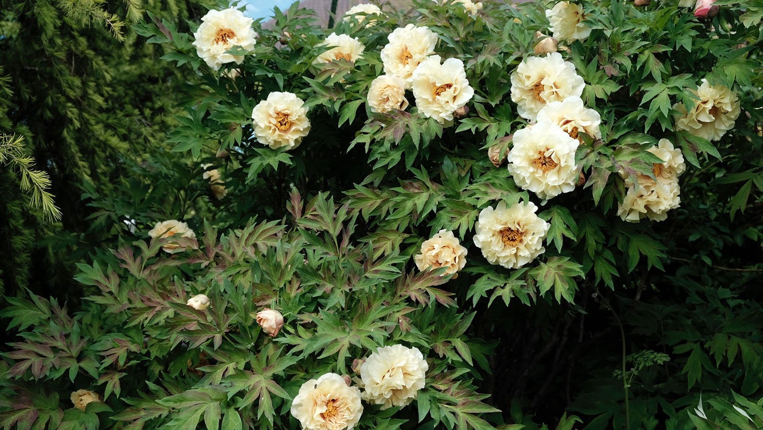 _DSF-Age-of-Gold-2183