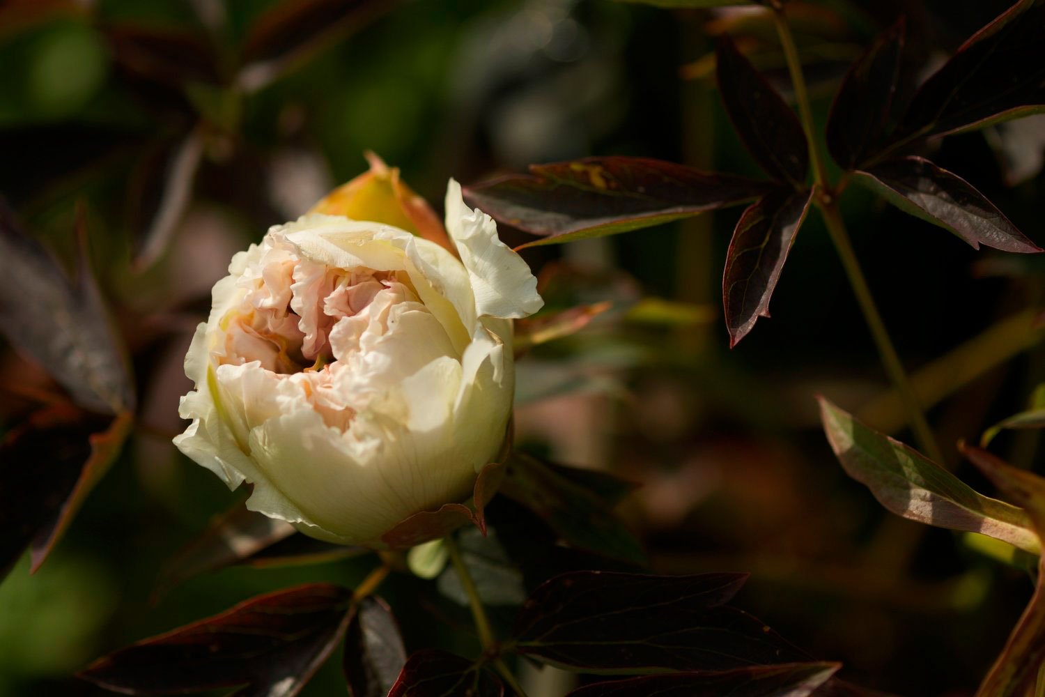 _DSF-BEAUME-DE-PROVENCE-