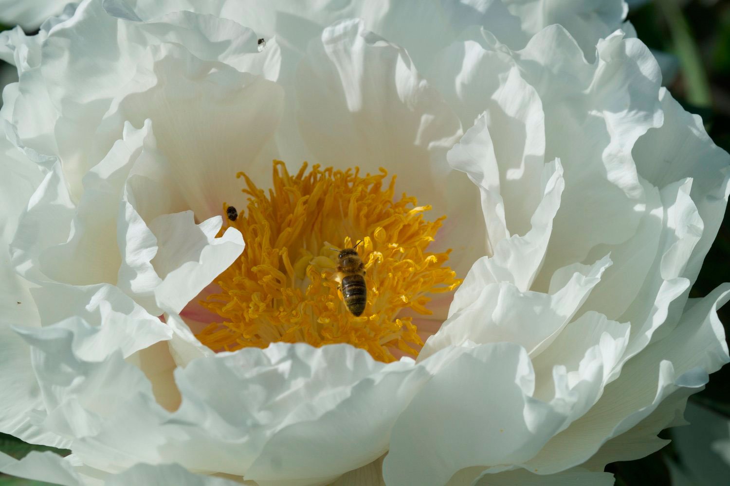 _DSF-BLANCHE-DU-BOLLWERK-