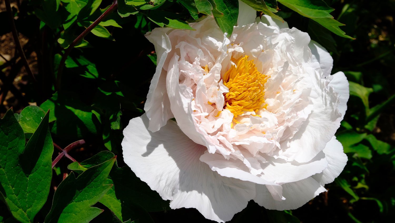 _DSF-Bing-hu-xan-yu,-suff-.-China-1400