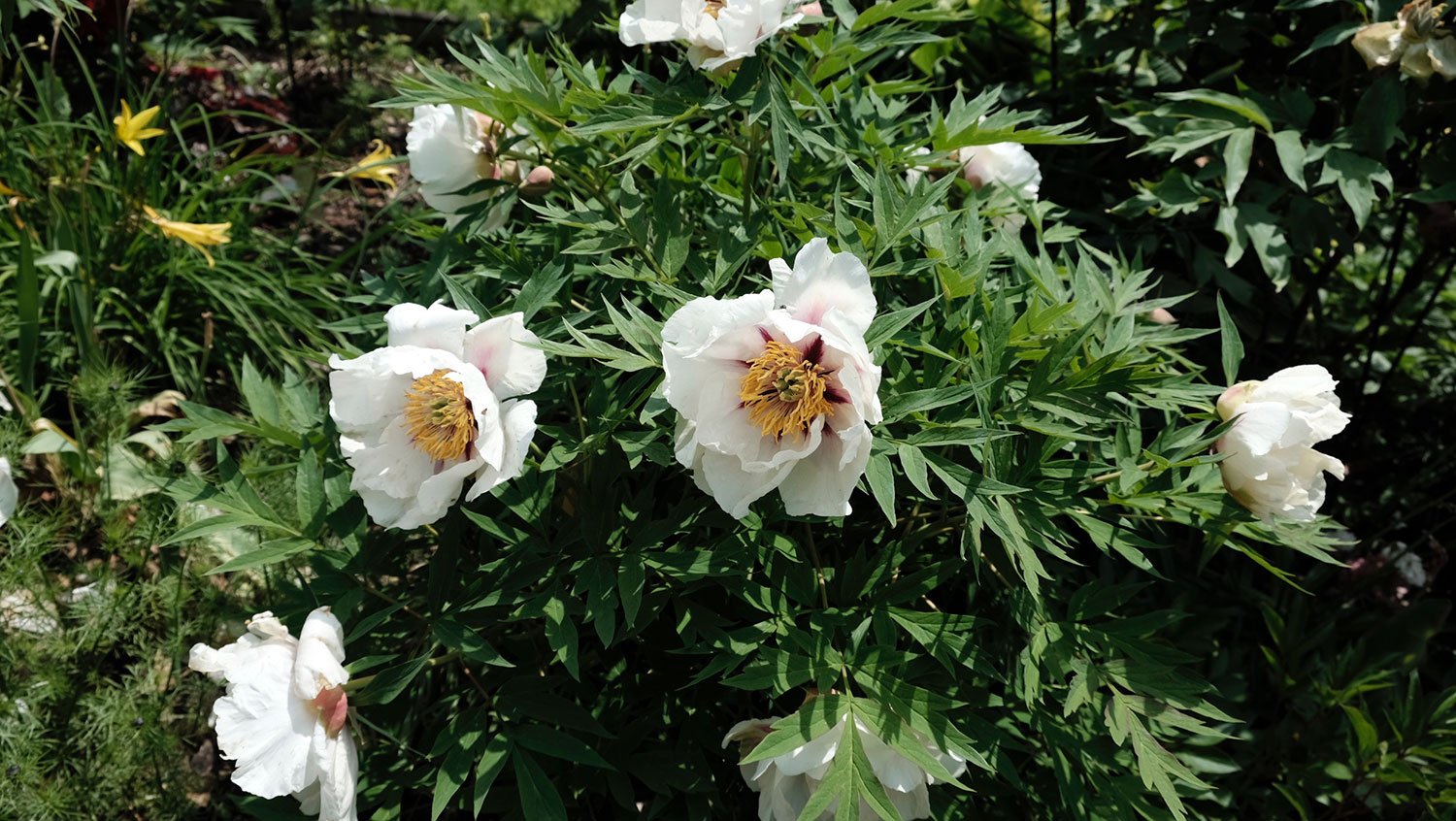 _DSF-Center-Stage-2044