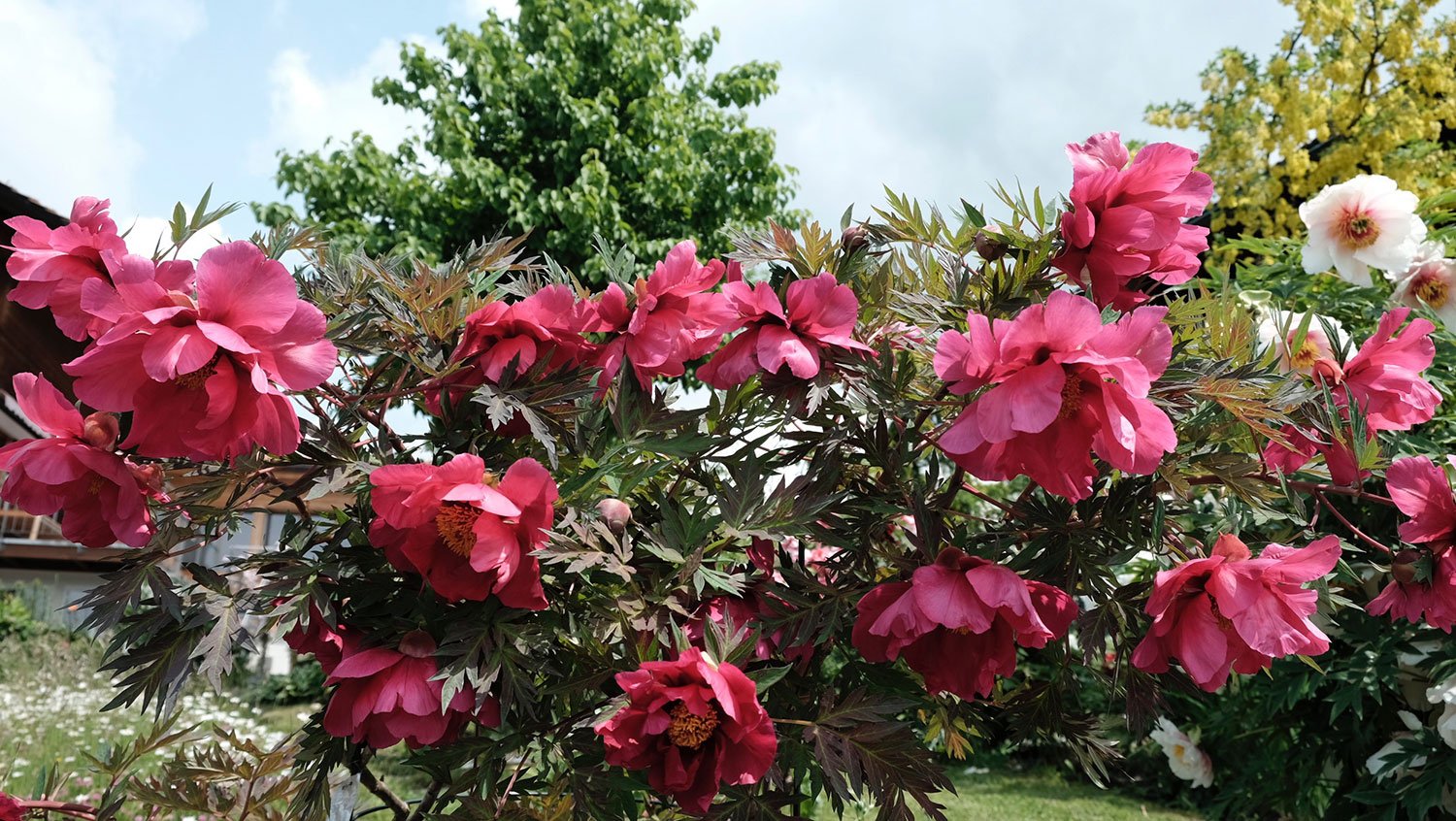 _DSF-Chinese-Dragon-2053