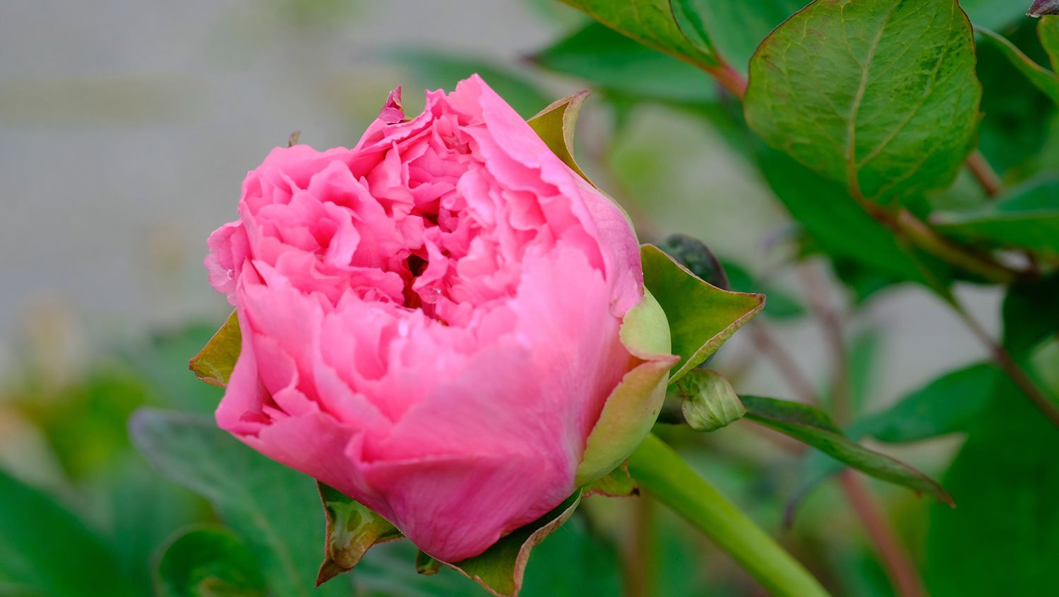 _DSF-Comptesse-de-Tuder-1492