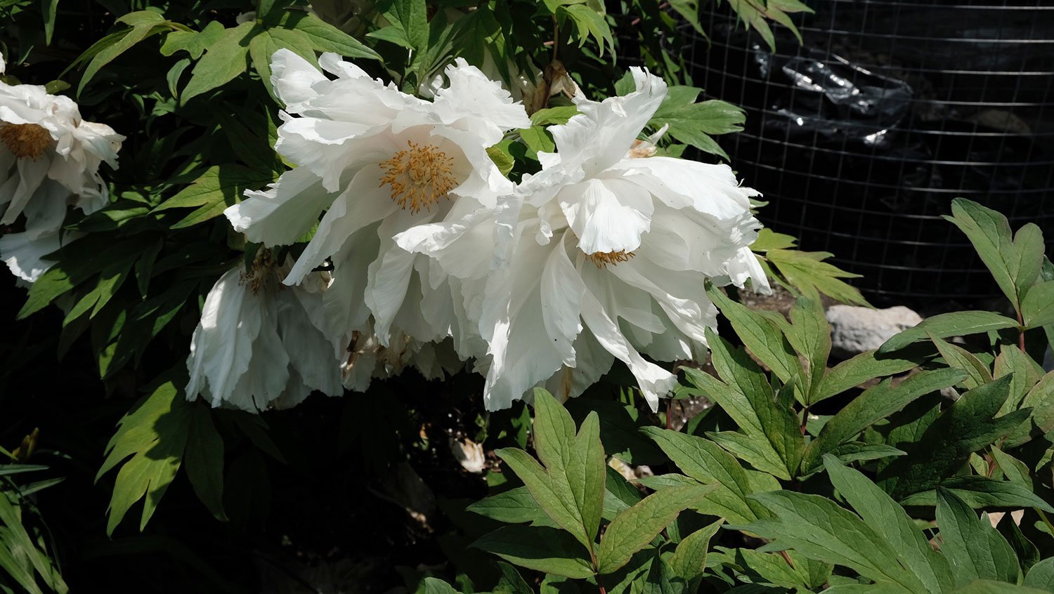 _DSF-Hakuho-Jishi-2060