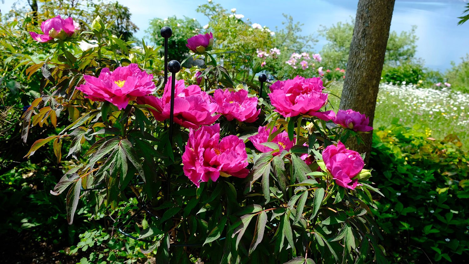 _DSF-Hana-Daijin-1569