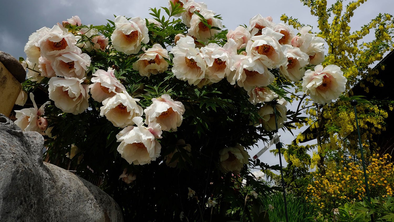 _DSF-Helene-Martin-1897