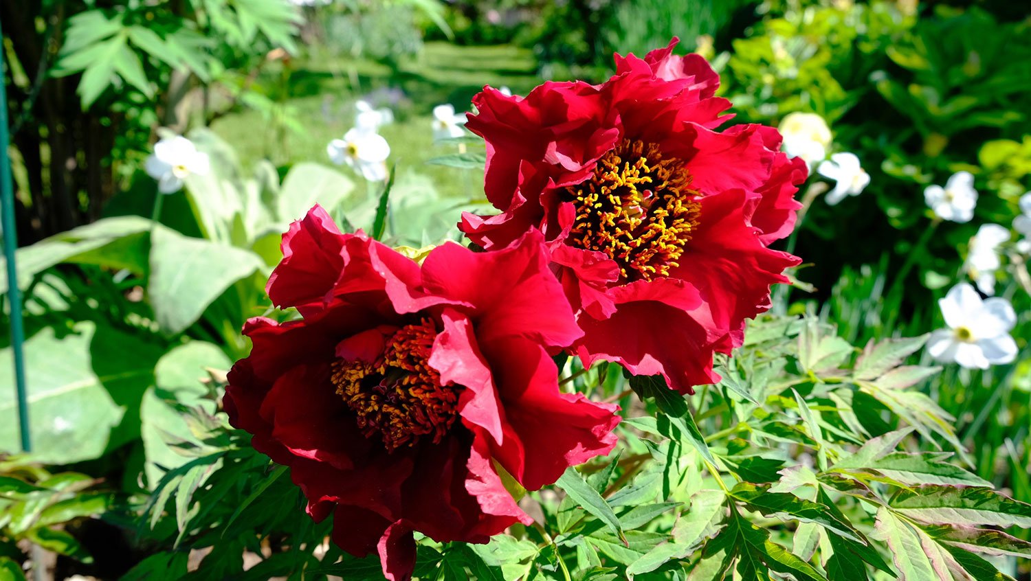 _DSF-La-Tenebreuse-(Rivière-2017)-1639