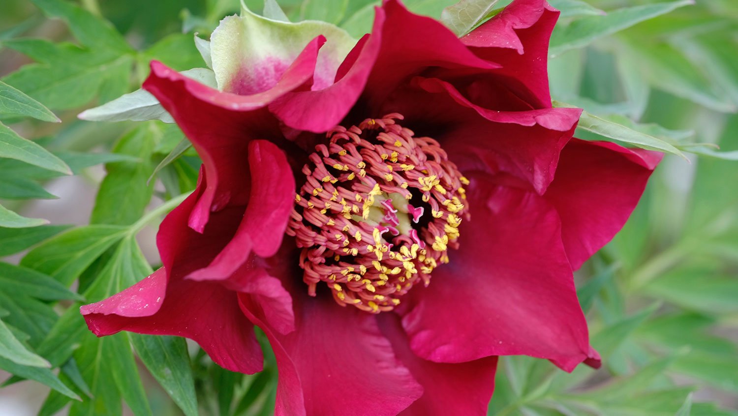 _DSF-La-Tenebreuse-(Rivière-2017)-1824