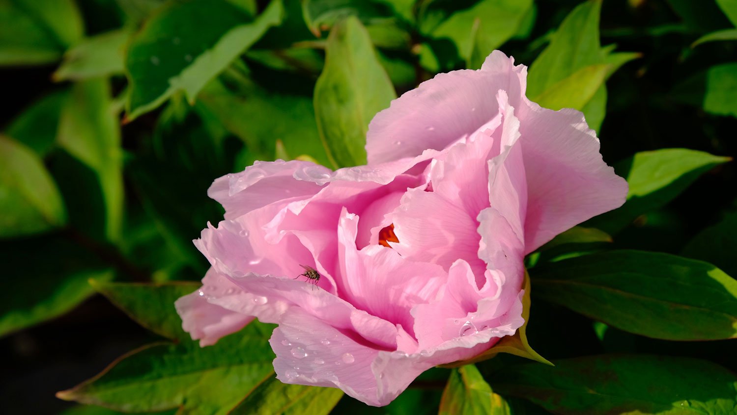 _DSF-Mme-Andre-Excoffon-1622