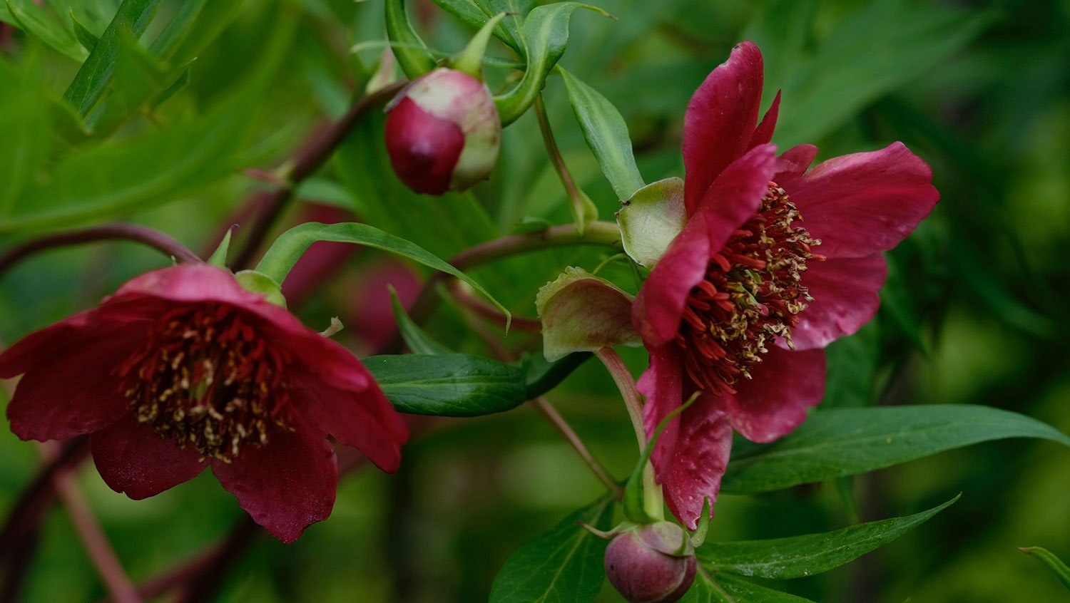 _DSF-P,-DELAVAYI-RUBRA-1856