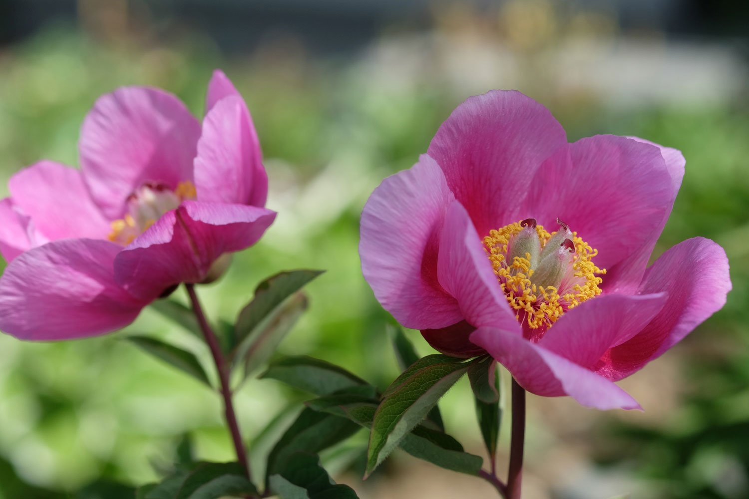 _DSF-P.-ARIETINA-N`GLORY-(=P.MASCULA+SUSP.-ARIETINA)