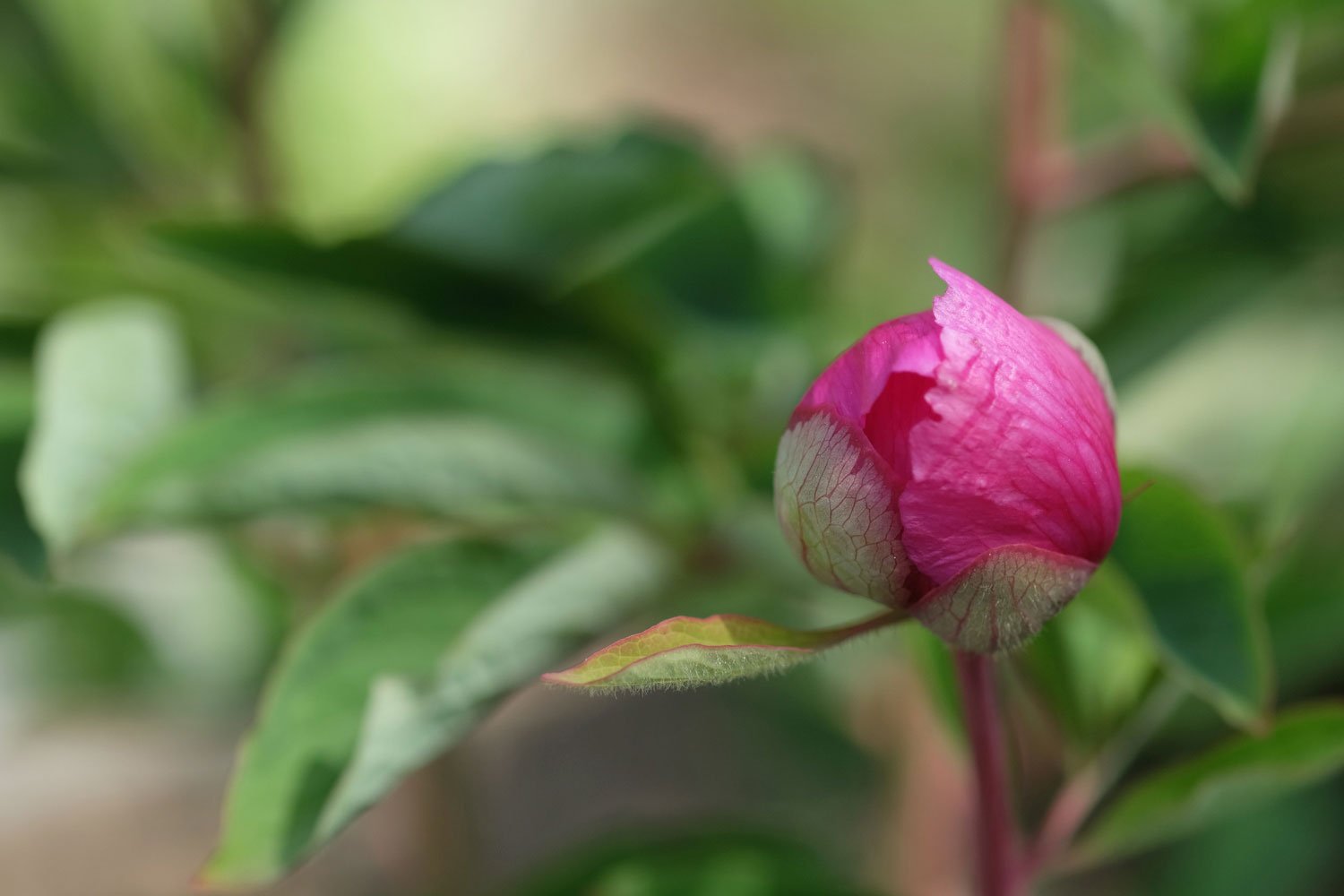 _DSF-P.-ARIETINA`N-GLORY-+(P.-MASCULA-SUSP-ARIETINA)