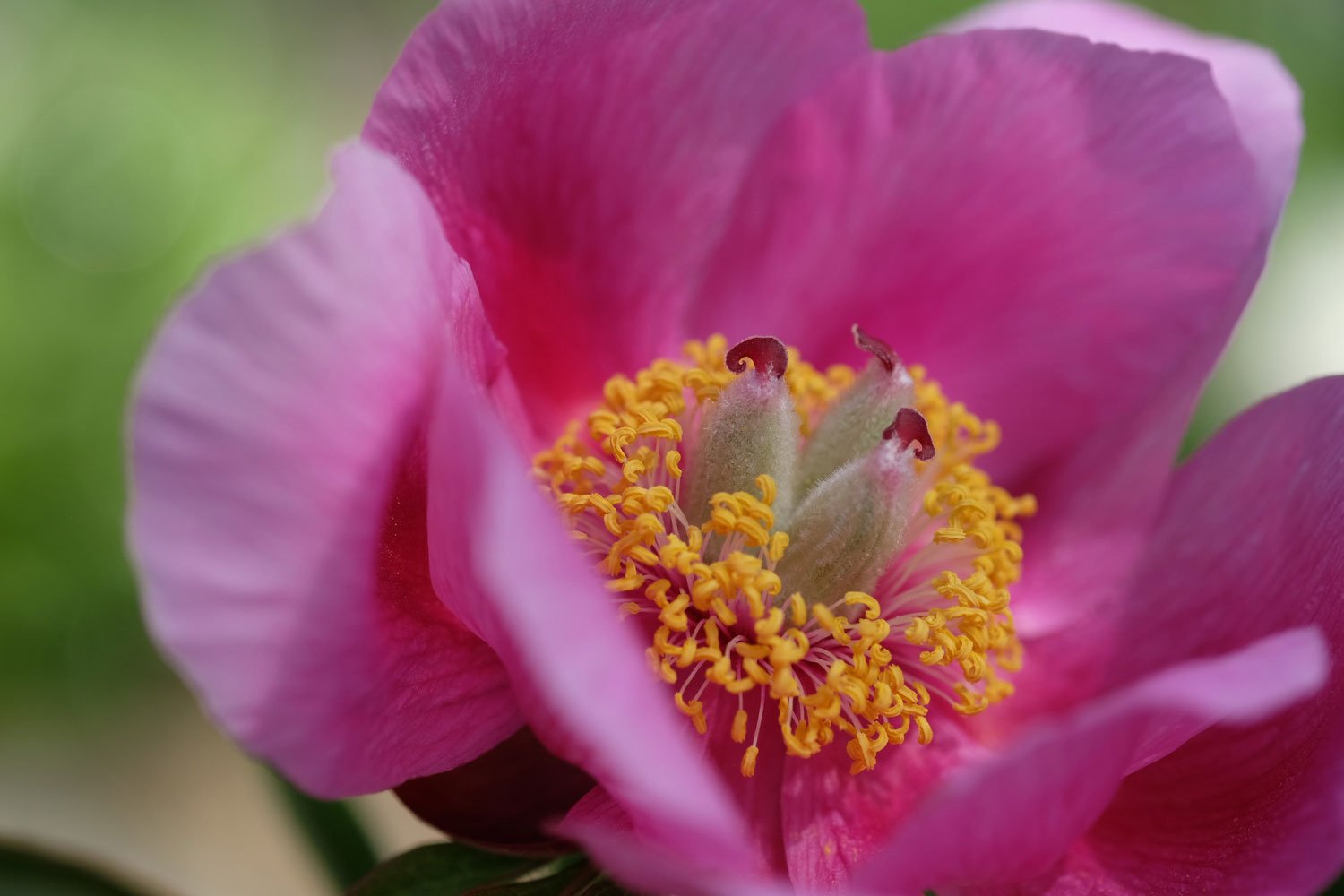 _DSF-P.-Arietina-N`GLORY-(=P.MASCULA-SUSP.-ARIETINA)5328