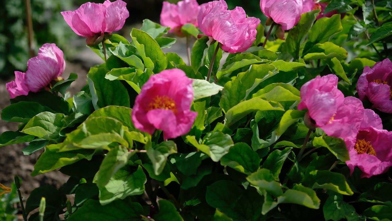 _DSF-P.-DAURICA-COLL.-KARTLI-