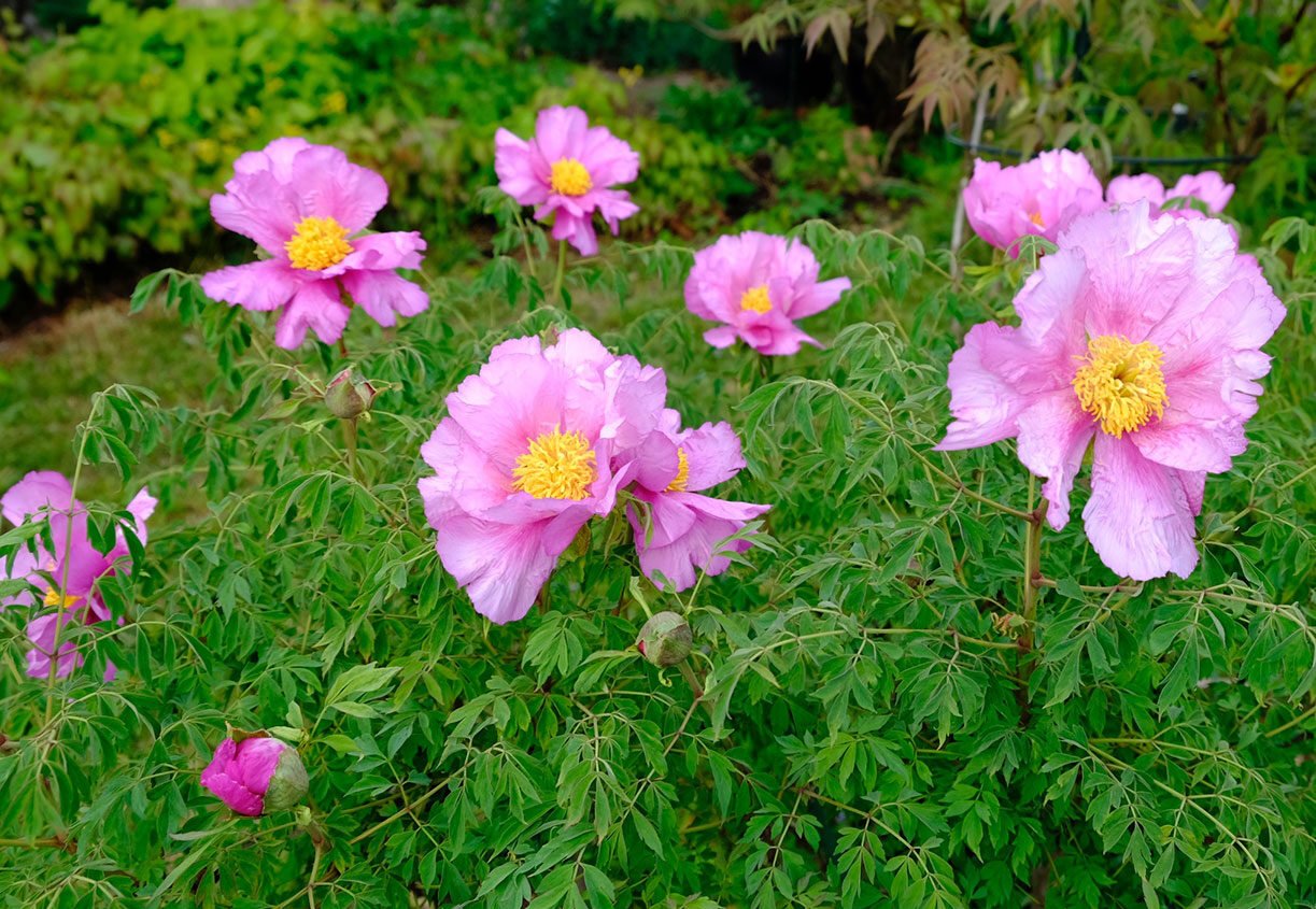 _DSF-P.-DECOMPOSITA-1415