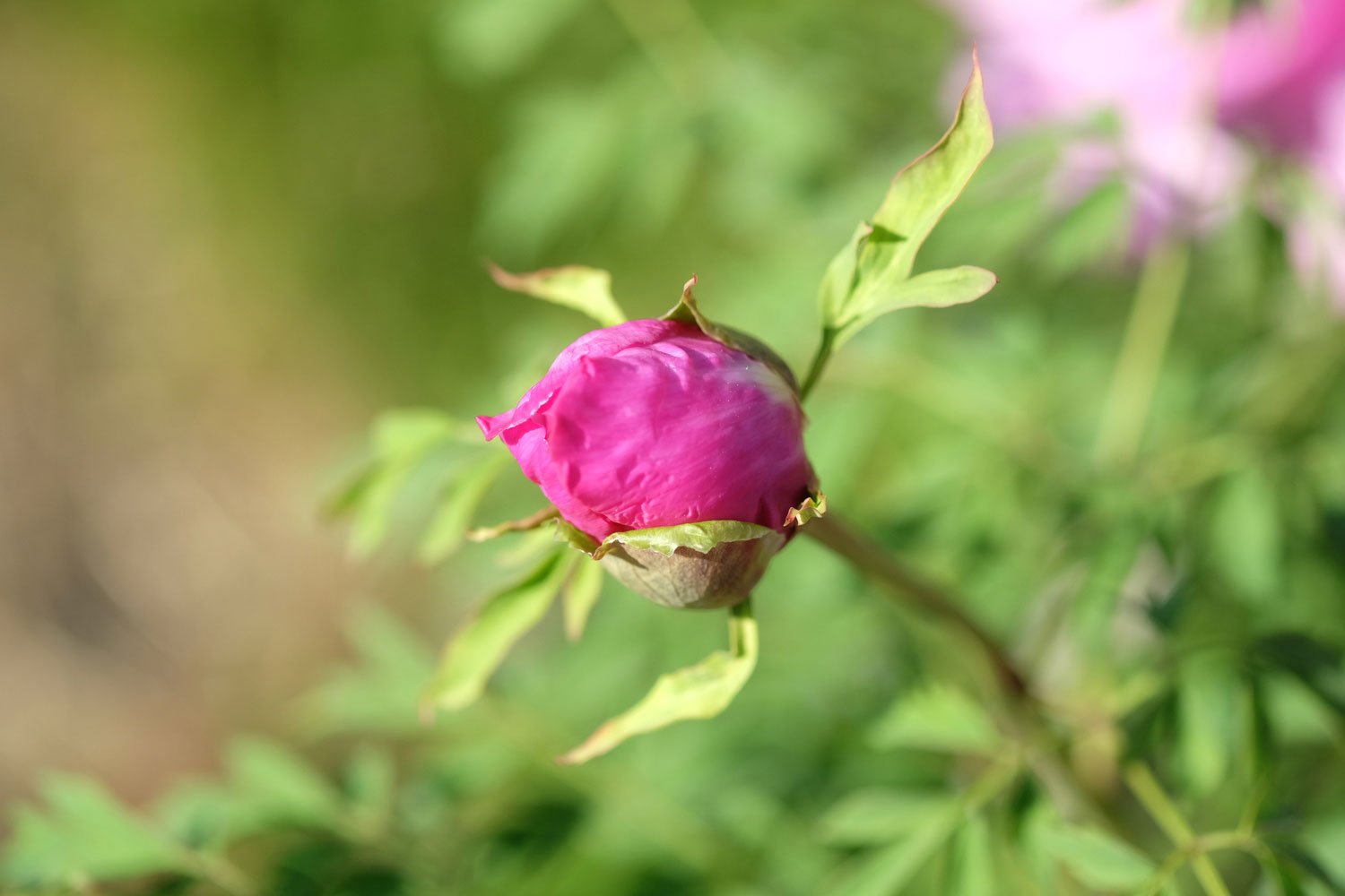 _DSF-P.-DECOMPOSITA.-5180