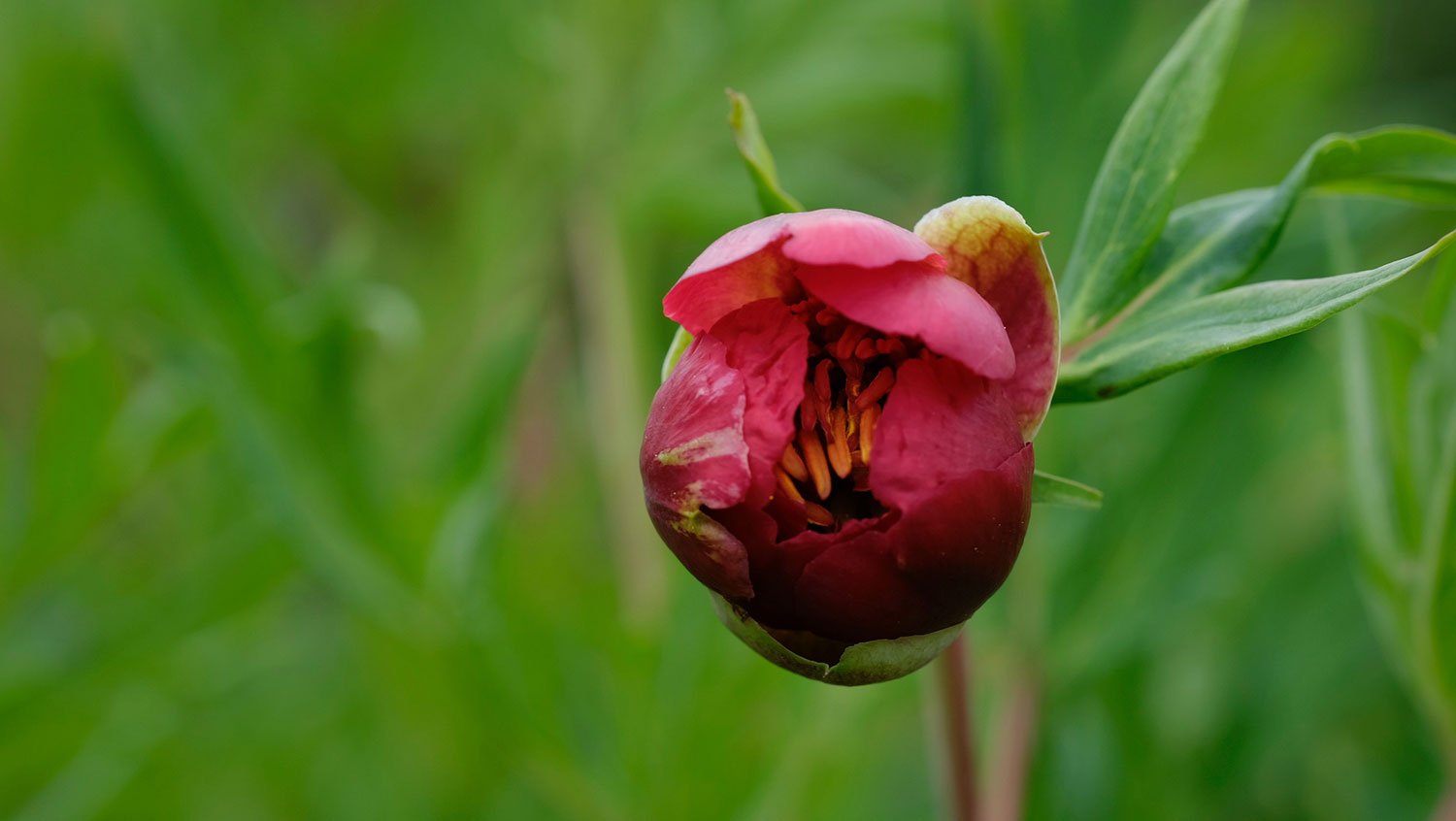 _DSF-P.-DELAVAII-1865