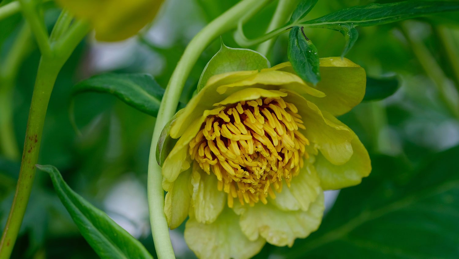 _DSF-P.-DELAVAII--GRÜNGELB-1839