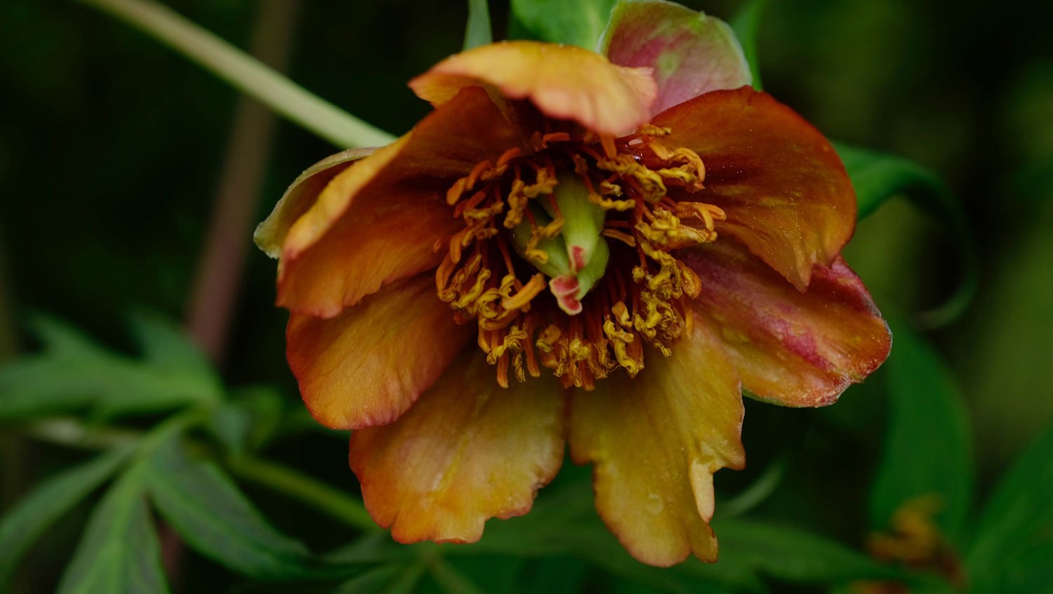 _DSF-P.-DELAVAII-TROLLIOIDES1858