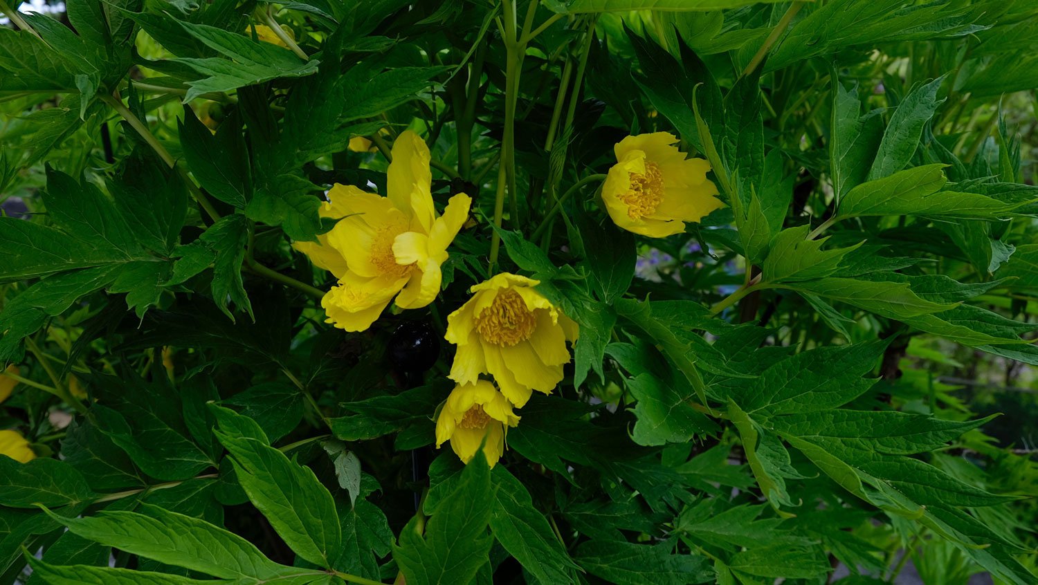 _DSF-P.-DELAVAII--VAR.-LUTEA-1930