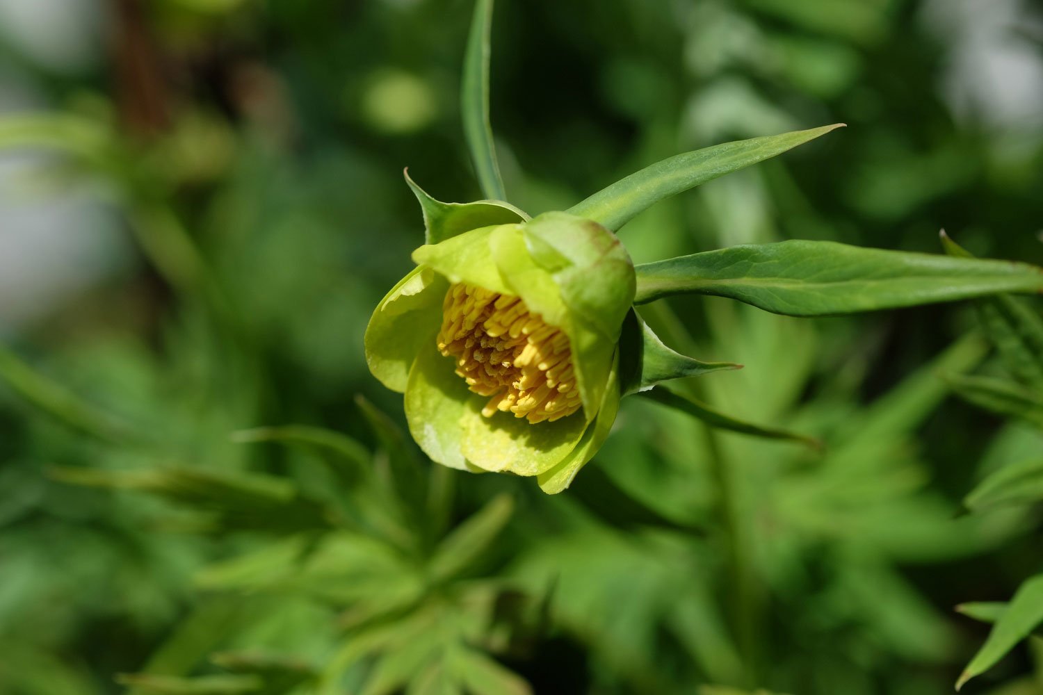 _DSF-P.-DELAVAII+LUT.-GRÜNGELG+DSCF5082