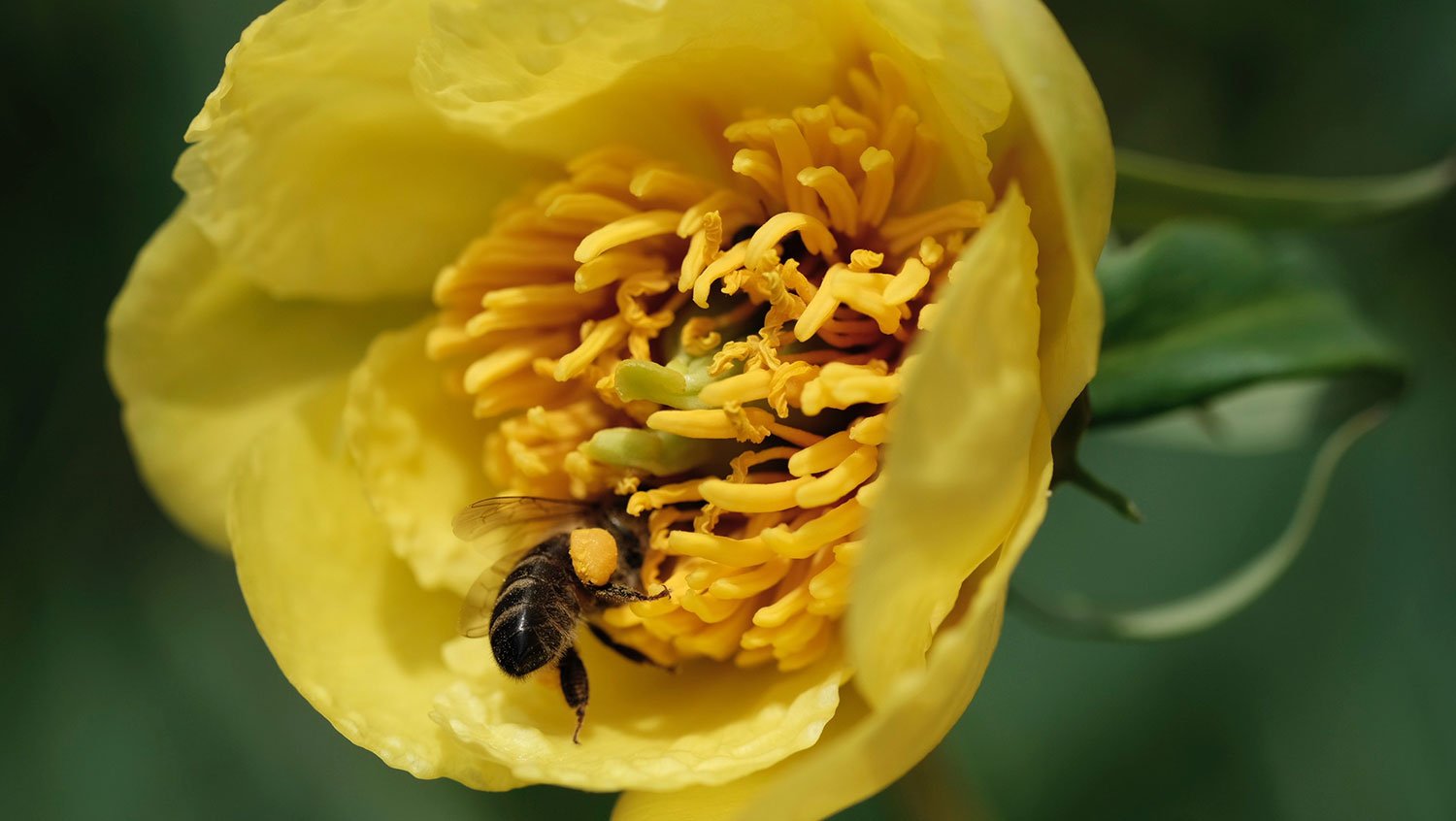 _DSF-P.-DELAVAYI-2145