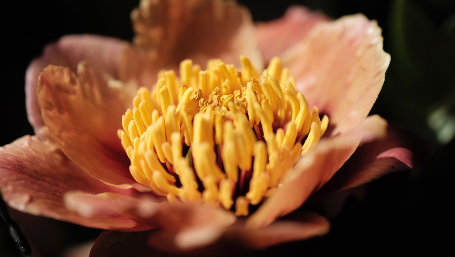 _DSF-P.-DELAVAYI-2287