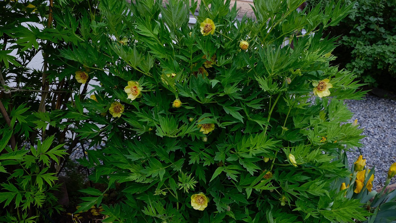 _DSF-P.-DELAVAYI-GRÜNGDELB-1951