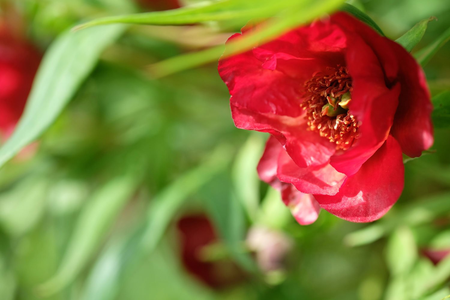 _DSF-P.-DELAVAYI++DSCF5239