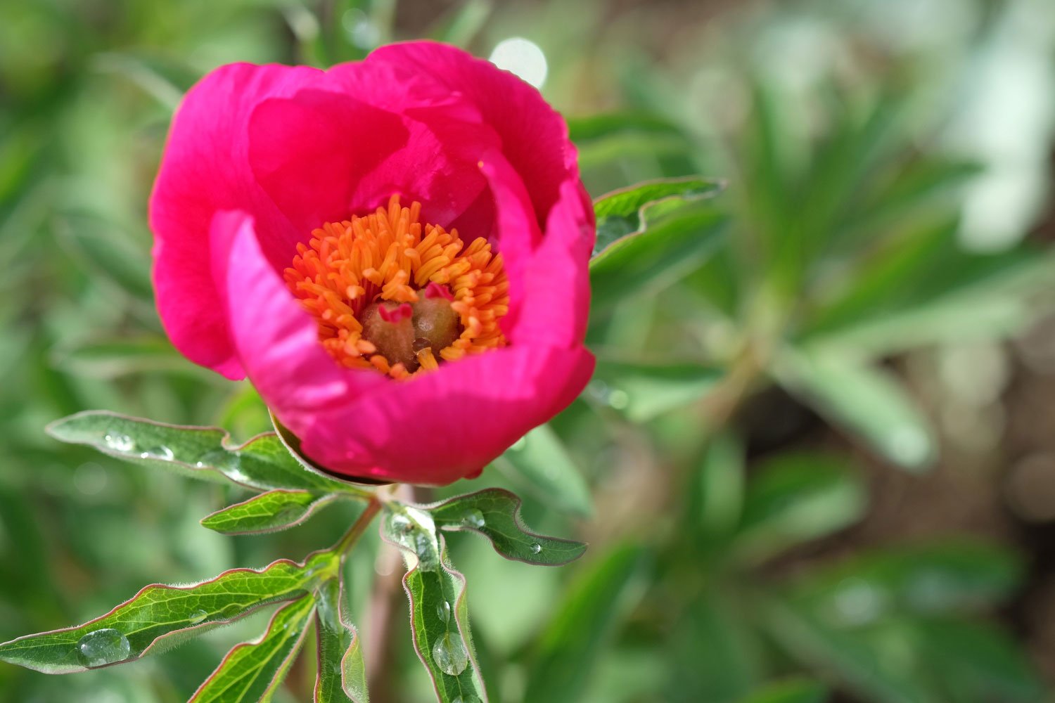 _DSF-P.-HUMILIS-+VILLOSA