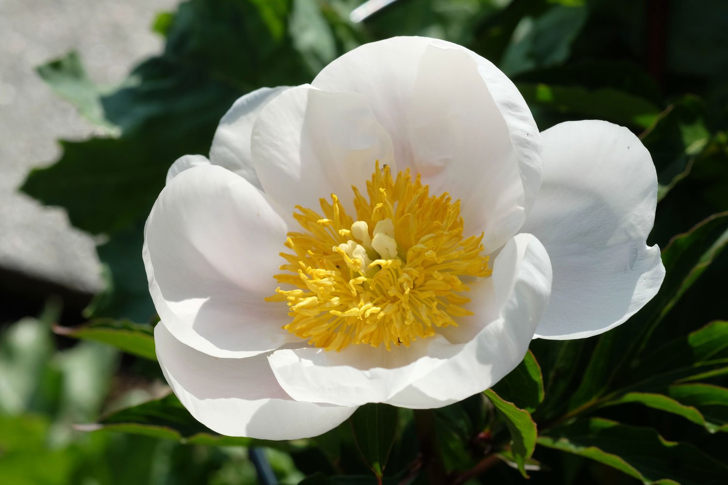 _DSF-P.-LACTIFLORA-EX.-CHINA