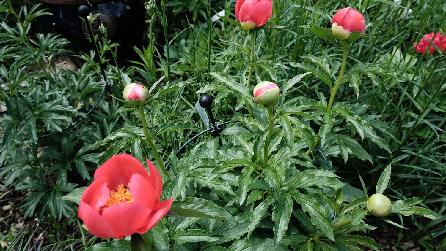 _DSF-P.-LOBATA-CHINA-ROSE-2168