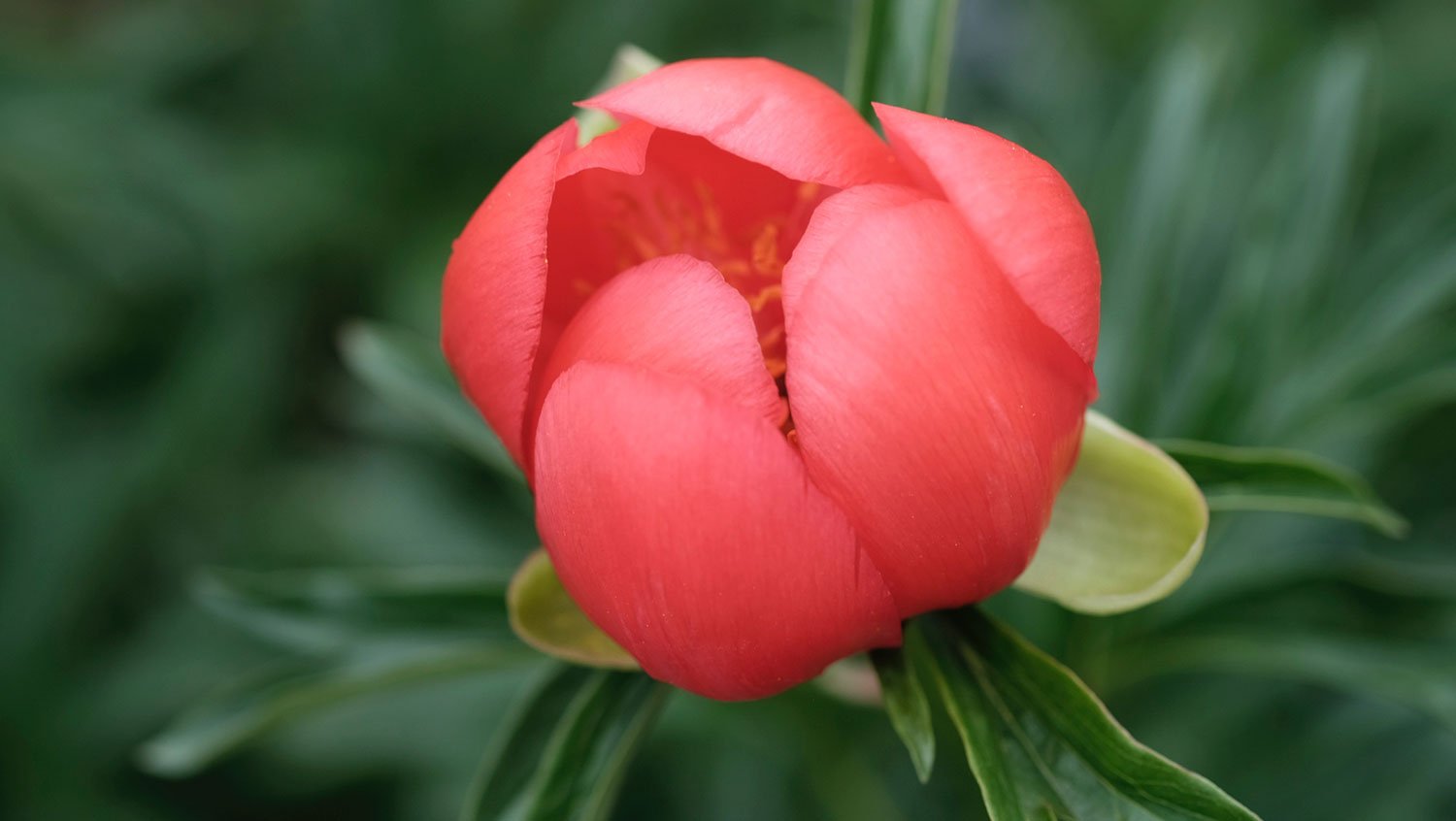 _DSF-P.-LOBATA-SUNSHINE--2233