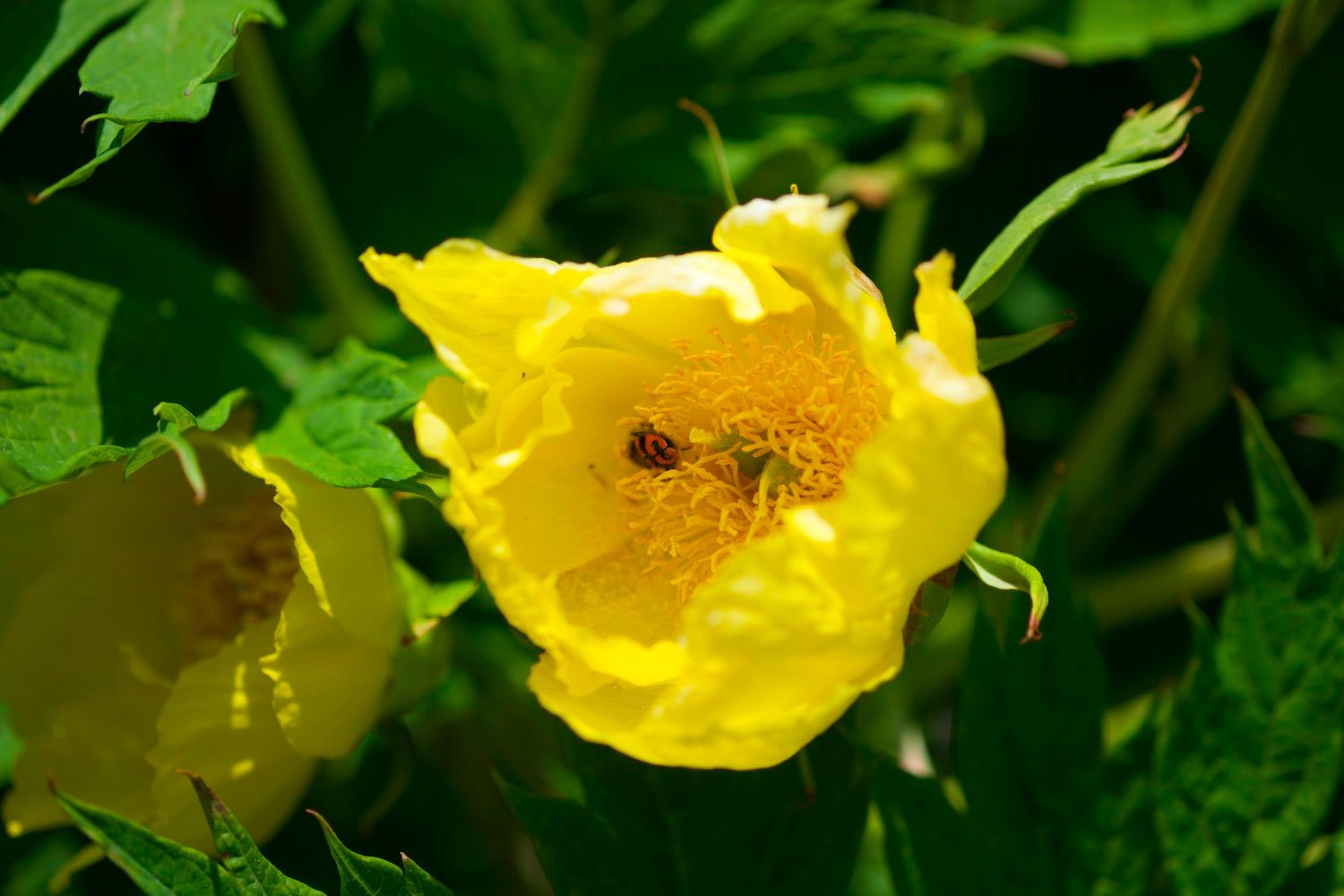 _DSF-P.-LUTEA-VAR.-LUDLOVII