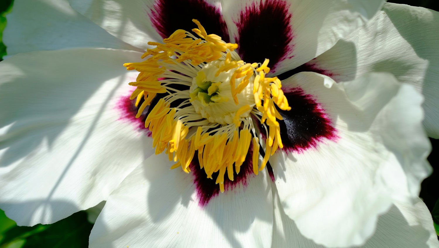 _DSF-P.-LYANSHANII-1507