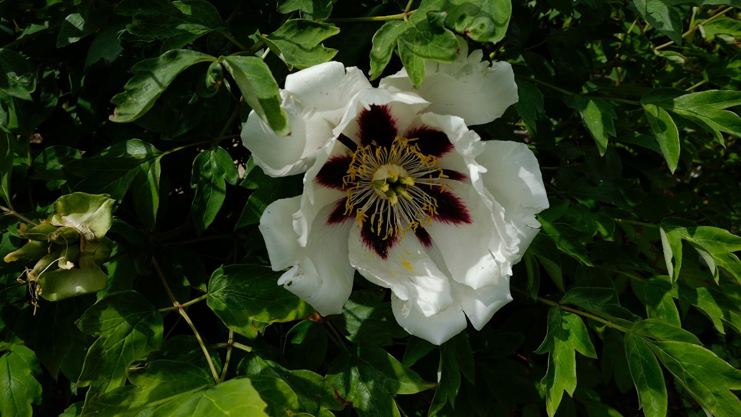 _DSF-P.-LYANSHANII-1890