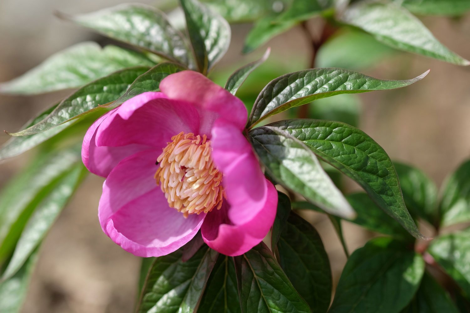 _DSF-P.-MAIREI(110)+EX.-CHINA.+PROV-GUIZHOU