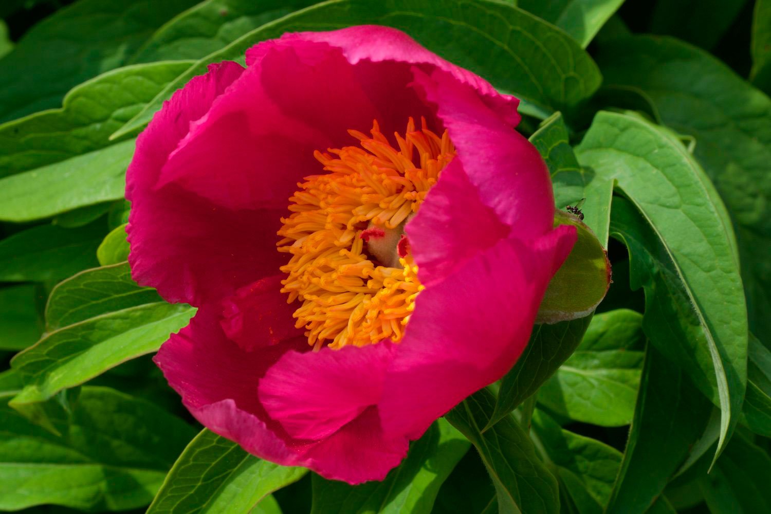 _DSF-P.-MASCULA-SUSP-MASCULA