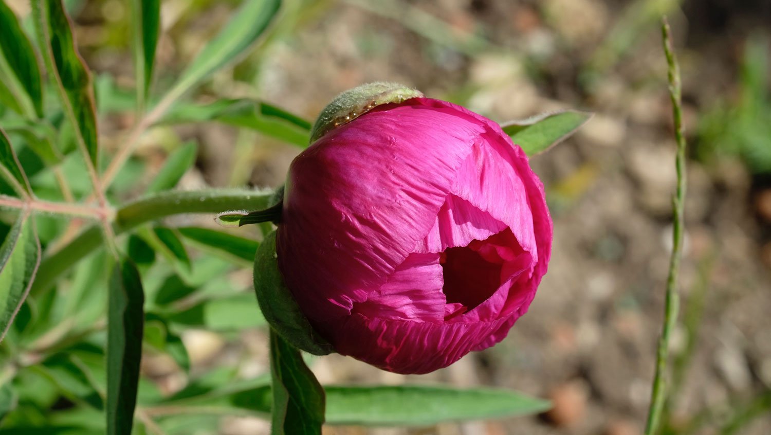 _DSF-P.-MASCULA-VAR.-ARIETINA1379