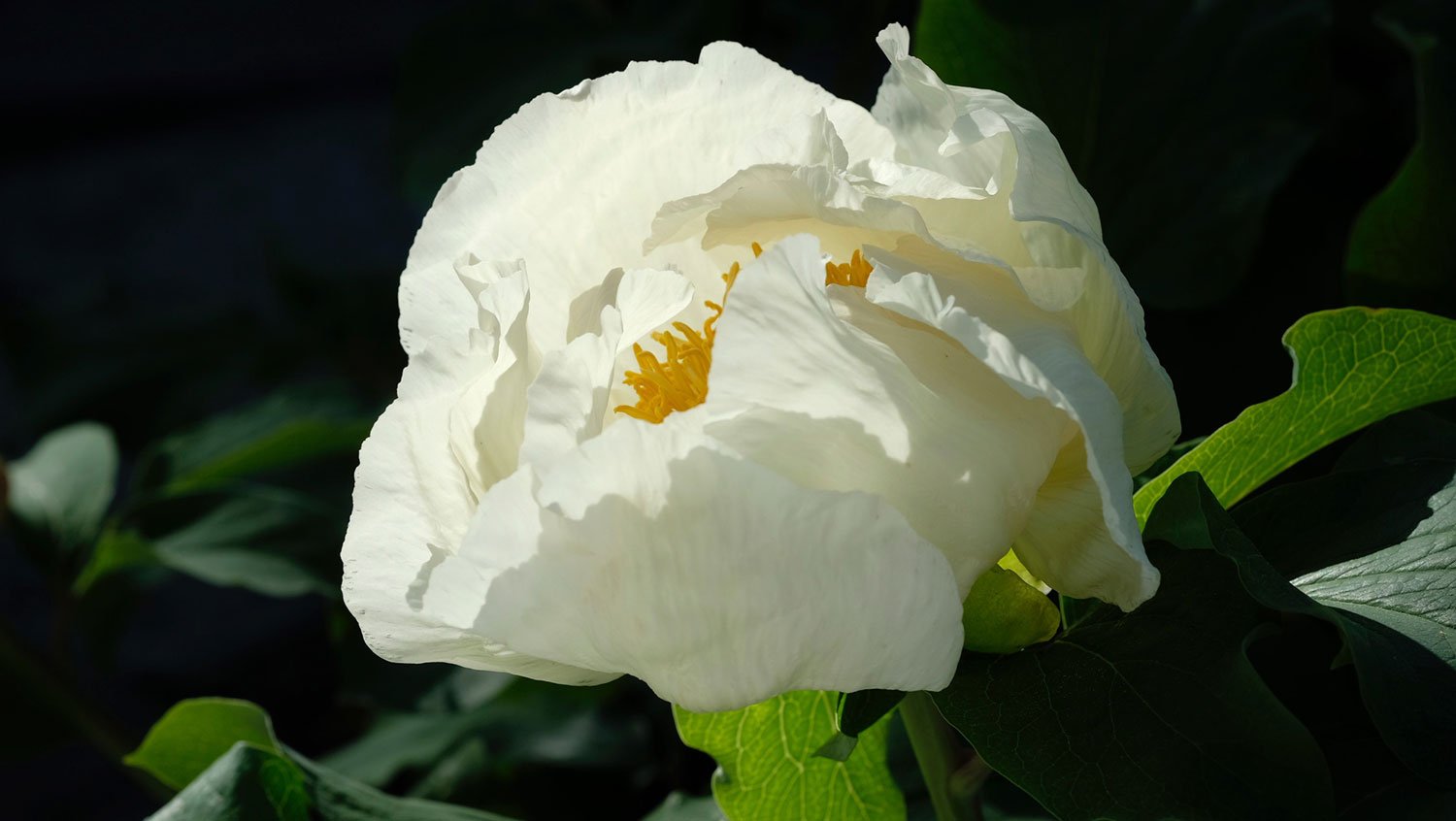 _DSF-P.-MLOKOSEWITSCHII-CREME1343